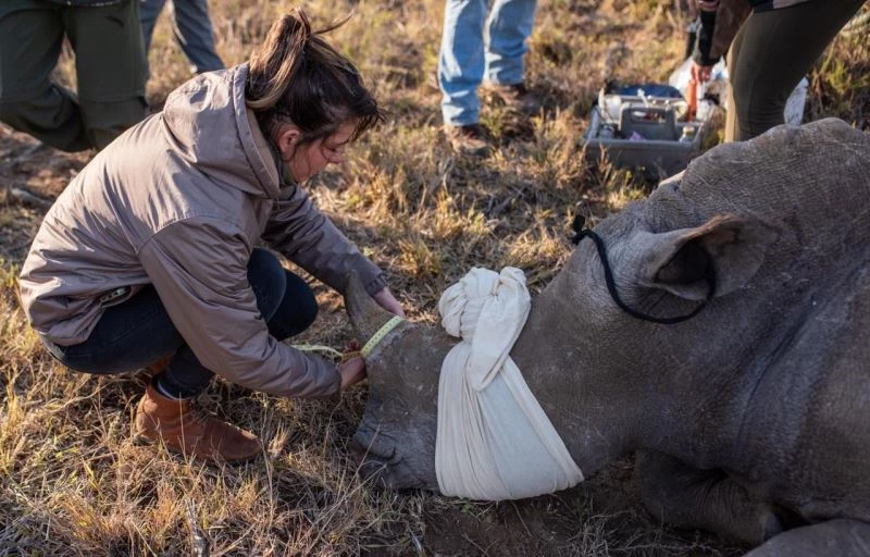 Gergedanları korumaya yönelik Rhisotope Projesi’nde ilk aşama tamamlandı
