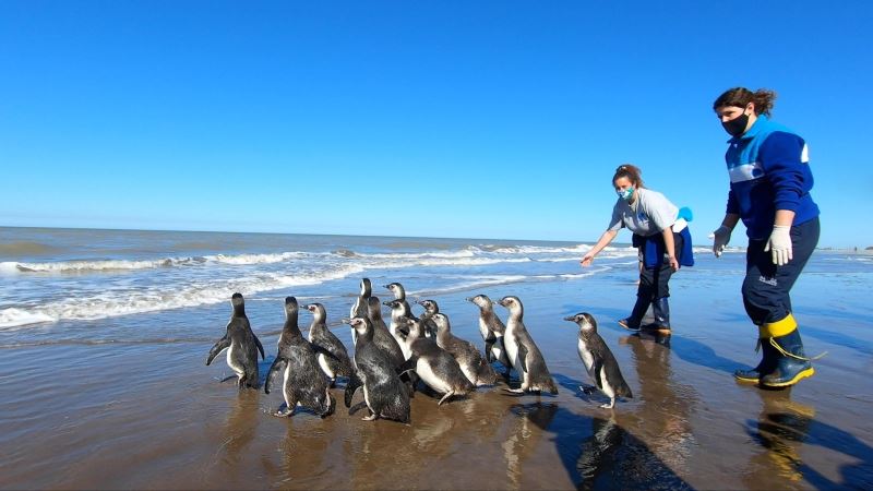 Arjantin’de iyileştirilen 14 penguen okyanusa bırakıldı
