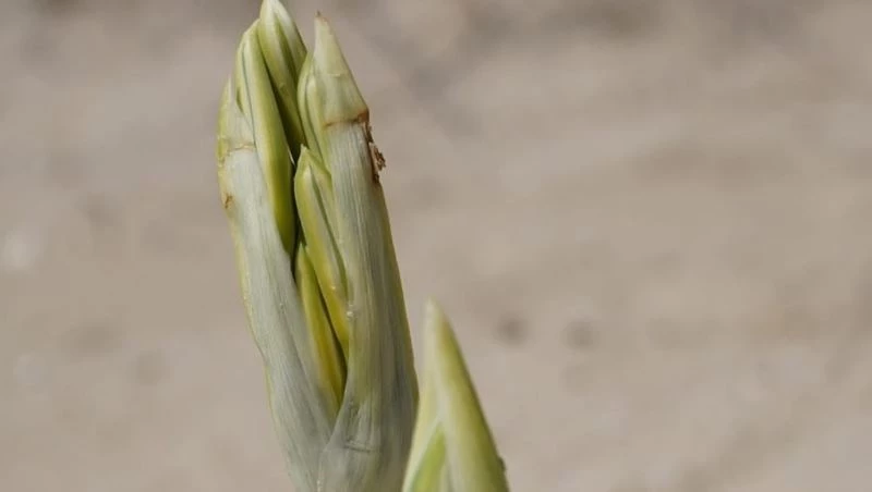 Çeşme’deki kum zambakları çiçek açtı: Koparmanın cezası 80 bin TL

