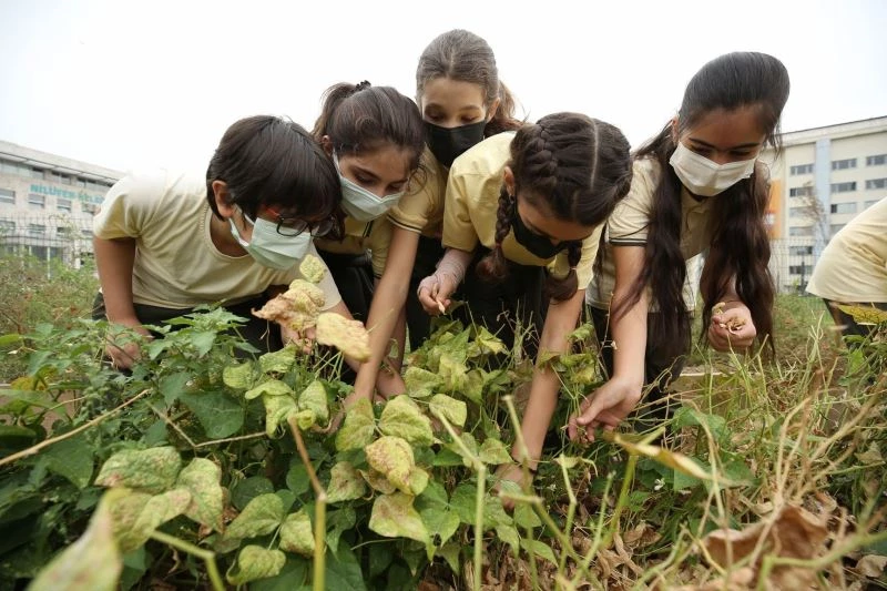 Mini Bostan’da kış hazırlığı
