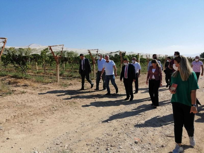 Kaymakam Çimşit, üzüm hasatına katıldı
