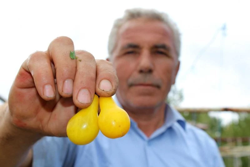 Armut değil domates
