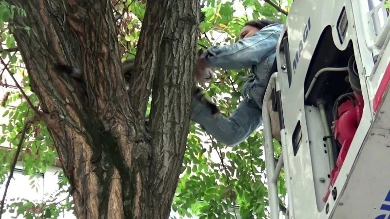 (Özel) Sokak köpeklerinin kovaladığı kedi tırmandığı ağaçta mahsur kaldı
