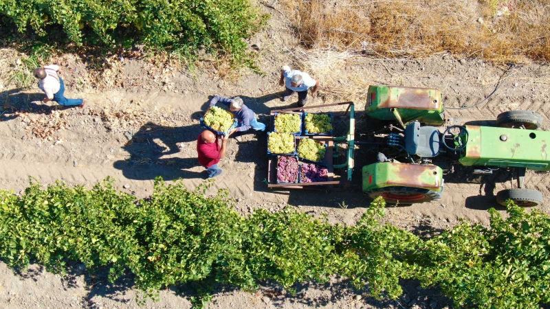 Elazığ’da ’En tatlı’ hasat dönemi başladı
