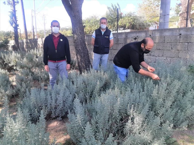 Solucan gübresi bereketi
