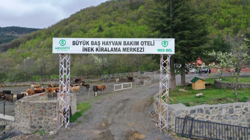 Ordu’da ‘Hayvan Oteli’ne büyük rağbet
