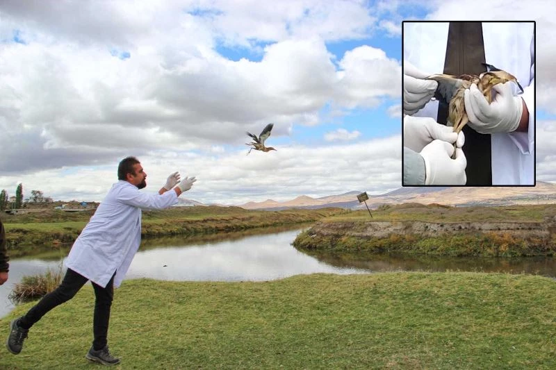 Tedavi edilen Hint Gölet Balıkçıl Kuşu doğaya bırakıldı
