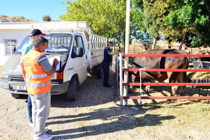 Manavgat’ta yangınzede çiftçilere hayvan desteği
