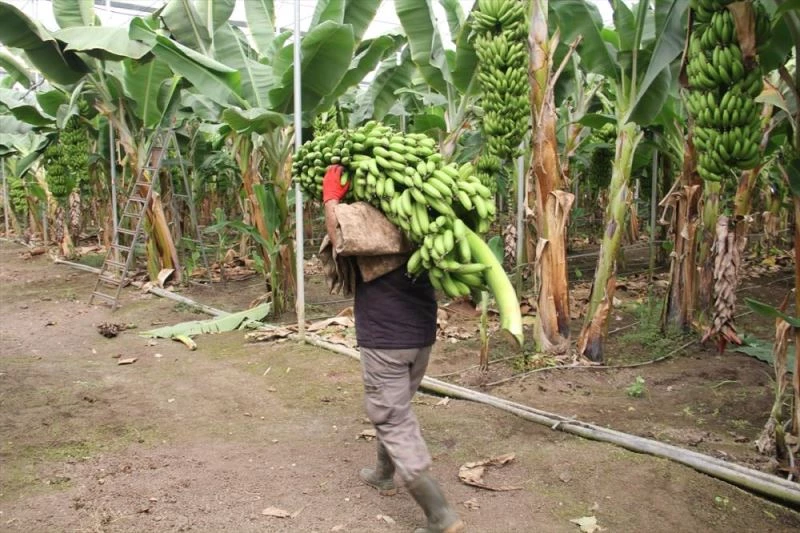 Hatay’da kapalı alanda yetişen muzun hasadına başlandı