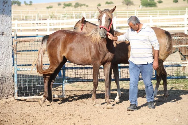  Bu özel taylar 900 bin liraya satılıyor
