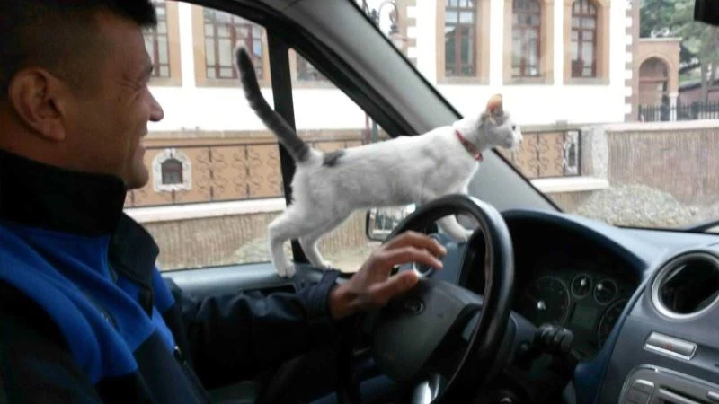 Zabıta köpeğin kovaladığı kediyi ağaçtan indirip sahibine teslim etti
