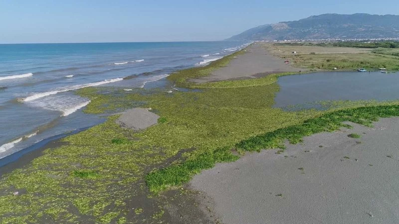 Su sümbülleri kumsalı kapladı
