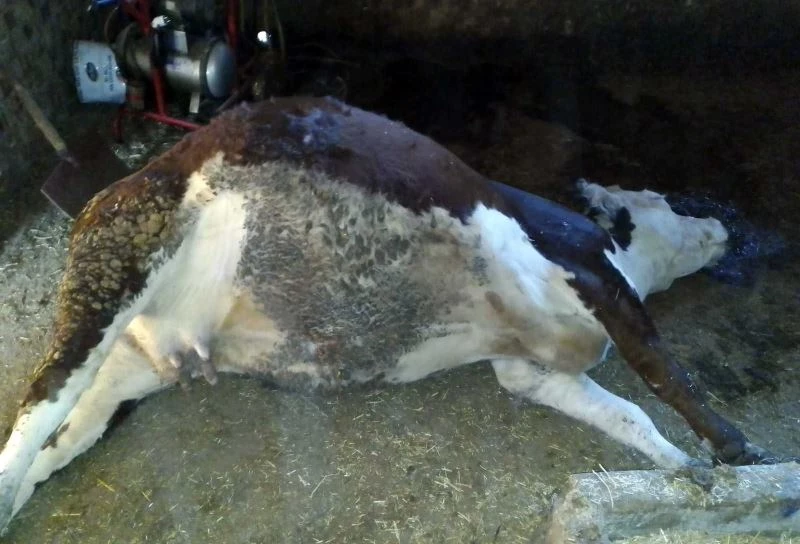 Elazığ’da ağıla yıldırım düştü, 3 büyükbaş hayvan telef oldu
