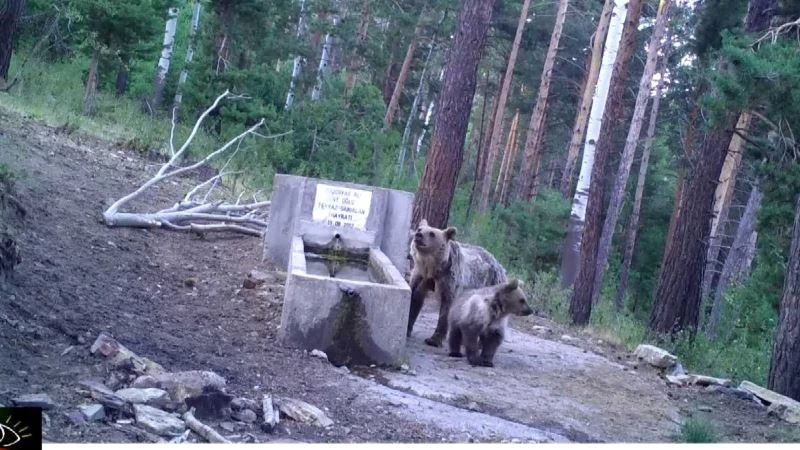 Yaban hayatı fotokapanla görüntülendi
