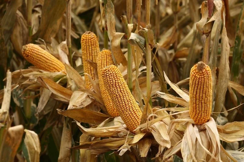 MAY Tohum’dan ihracat hamlesi
