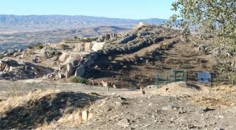 Elazığ’da yaban keçileri tarihi Harput Kalesine indi

