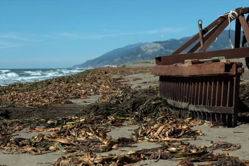 Sel oldu Asi nehri taştı sahile vuran su sümbülleri temizlendi