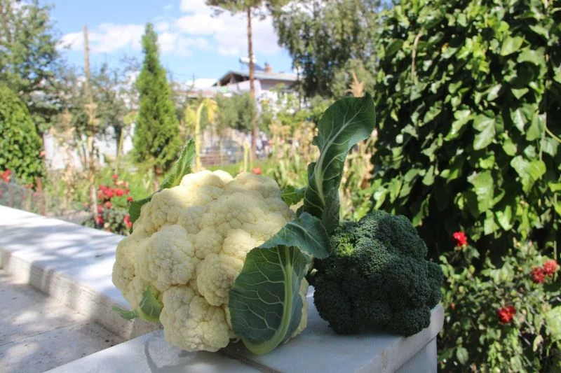Erzurum’da yetişmez denilen sebzeyi 2 bin rakımda yetiştirdi
