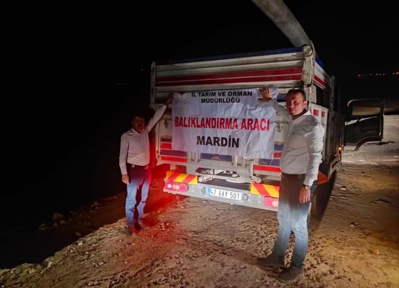 Mardin’de göletlere 918 bin yavru sazan balığı bırakıldı
