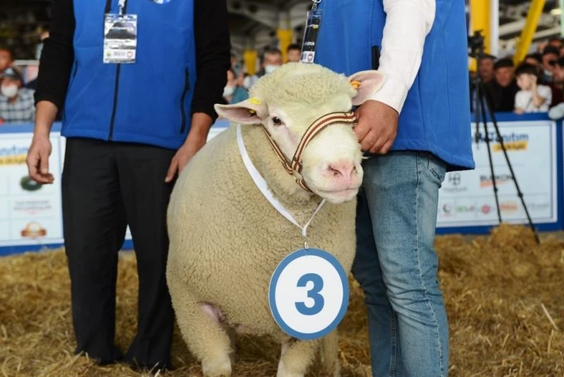 Bursa’da küçükbaş hayvanların katıldığı ’güzellik yarışması’ renkli anlara sahne oldu
