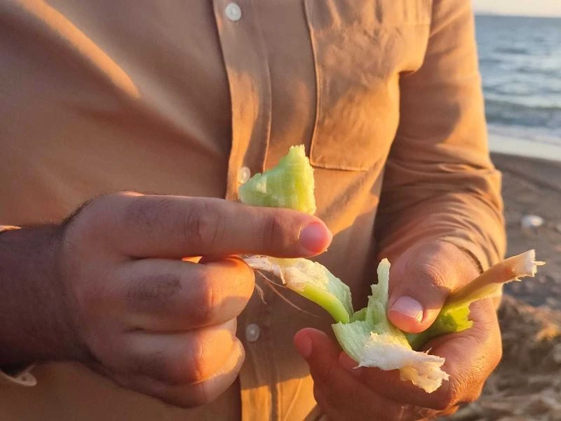 Samandağ sahilini istilacı su sümbülleri kapladı
