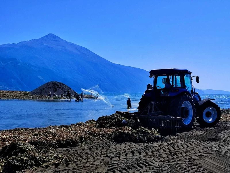 Petrolün kirlettiği sahilde su sümbülü temizliği
