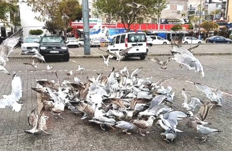 (Özel) Hamsinin fiyatı 40 liraya dayandı

