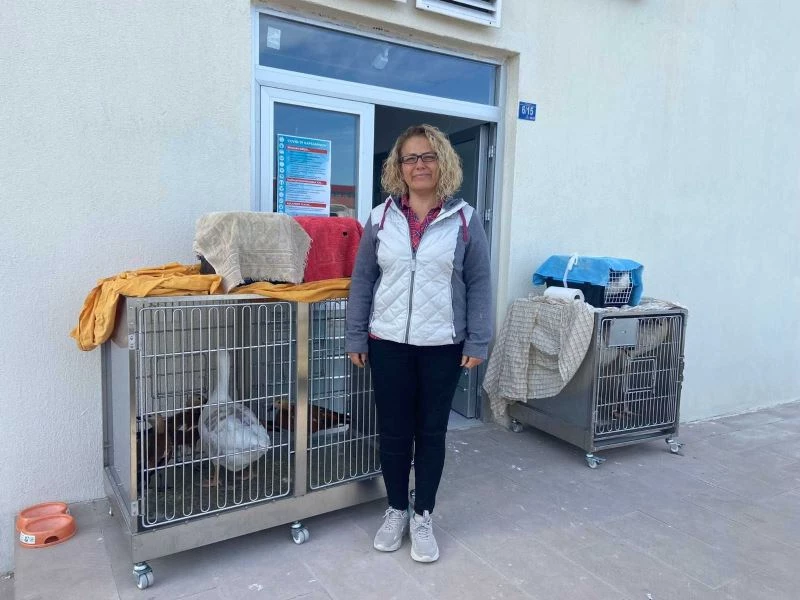 AKÜREM’de tedavisi tamamlanan yaban hayvanları Ormanya’ya gönderildi
