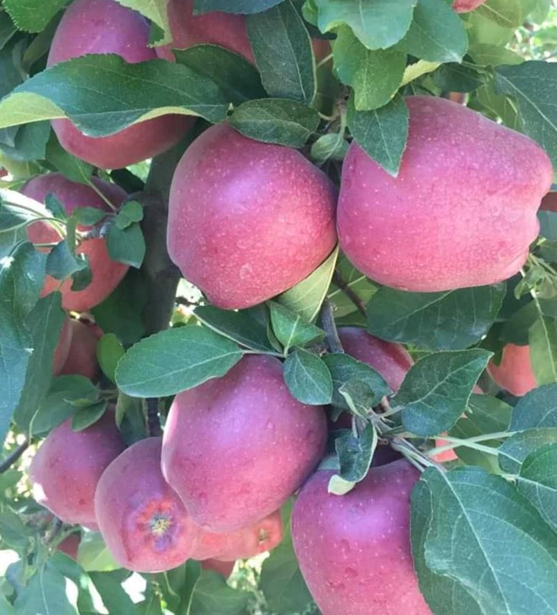 Mut’ta 22 bin ton elma rekoltesi bekleniyor
