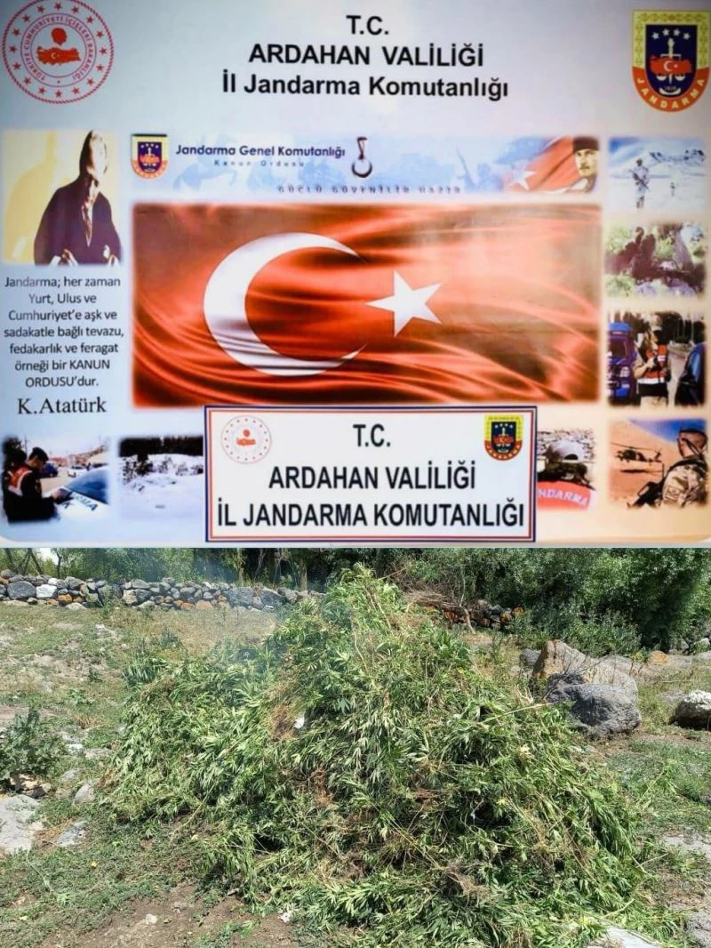 Ardahan’da arazide kendiliğinden yetişen 17 bin 686 kök Hint keneviri imha edildi
