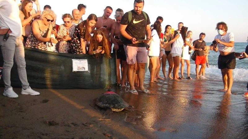 Tedavisi tamamlanan deniz kaplumbağaları yaşam alanlarına bırakıldı
