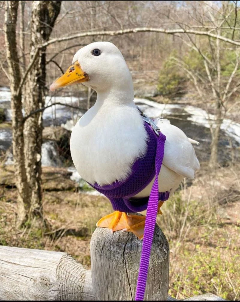 Fenomen ördek ayda 4 bin 500 dolar kazanıyor
