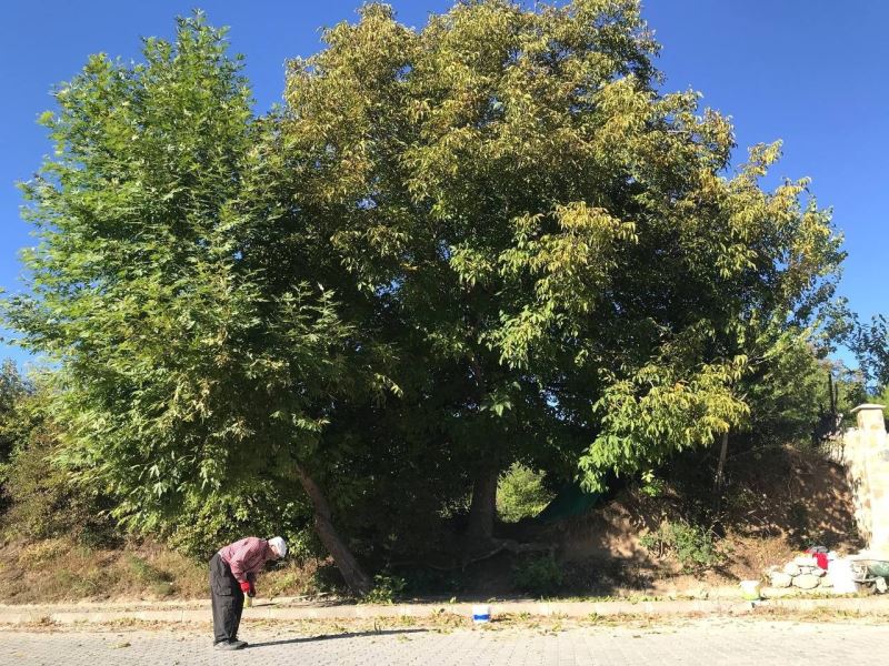 Hasadına başlanan Erzincan cevizi 25 TL