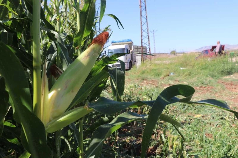 (Özel) Yüksek proteinli mısır silajı daha fazla verim sağlıyor
