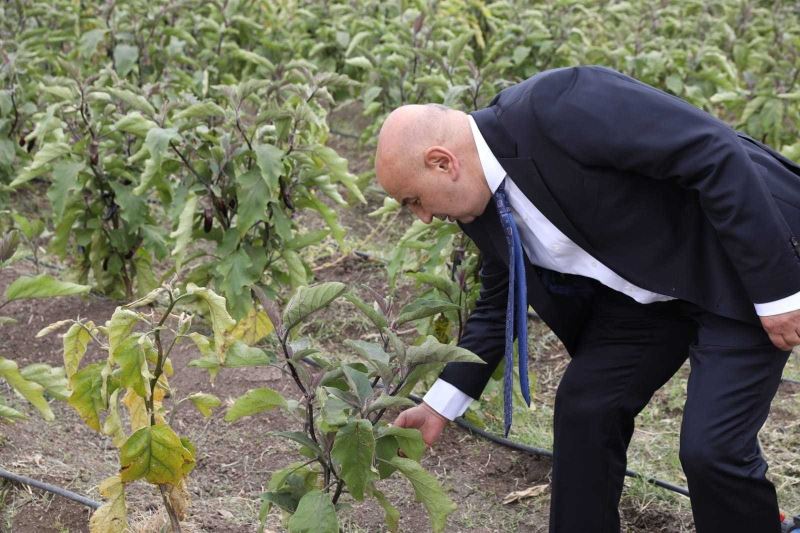 STK üyeleri doğal bostanı gezdi, mahsul topladı
