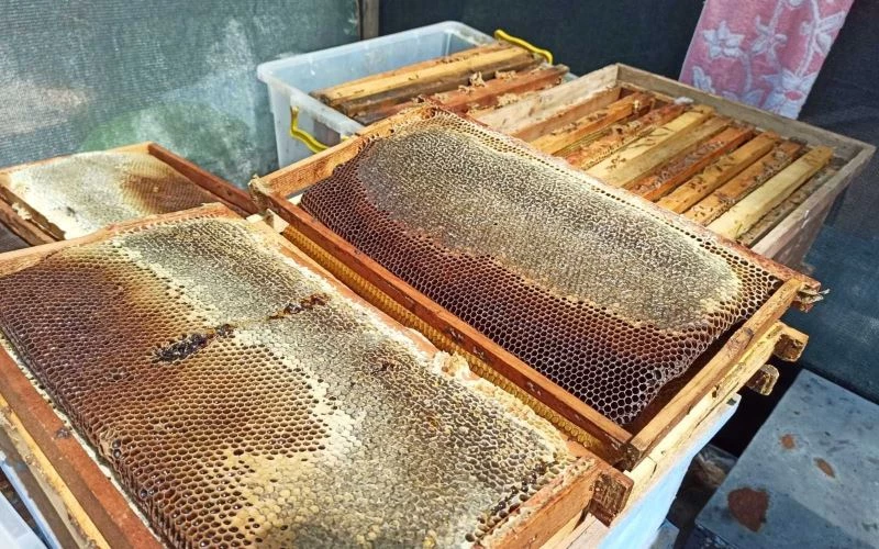 Bu orman arıcıların akınına uğruyor
