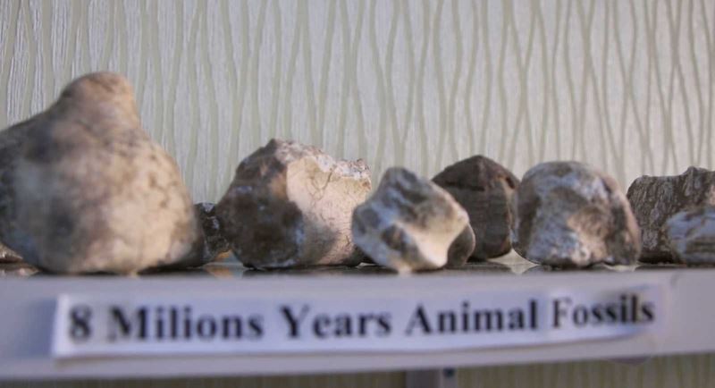 Elazığ’da 8 milyon yıllık hayvan fosilleri sergileniyor
