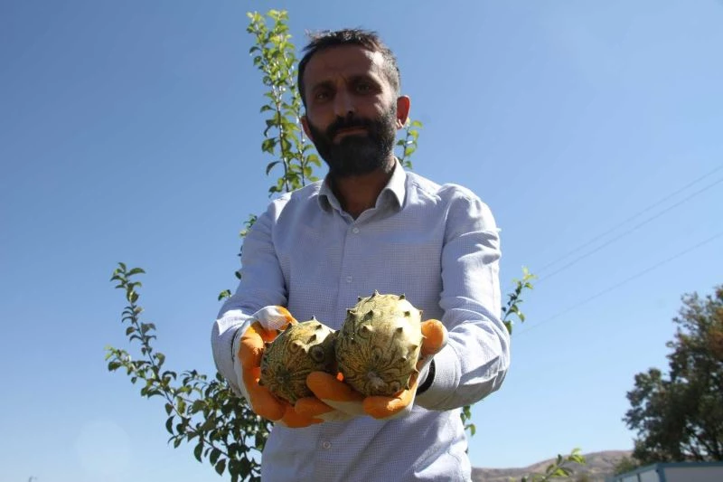Bölgede ilki başardı, tropik Afrika meyvesi olan Kivano’yu yetiştirdi, bir kökte 50 adet ürün elde etti
