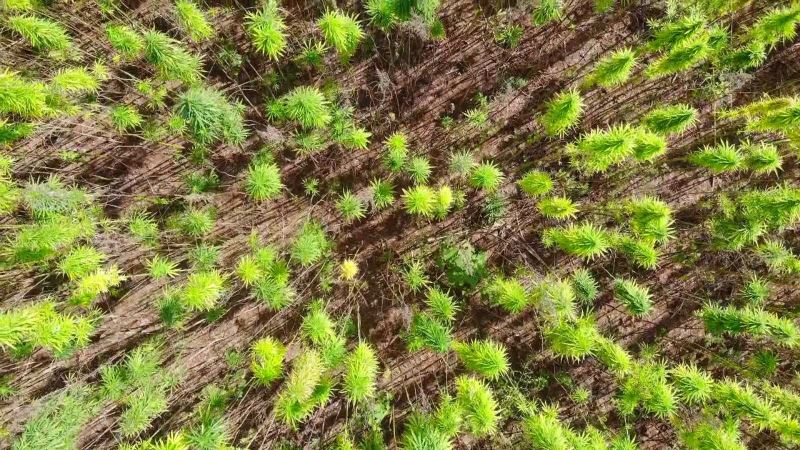 Yerli ve milli kenevirler hasat için gün sayıyor: Boyu 4,5 metreye ulaştı
