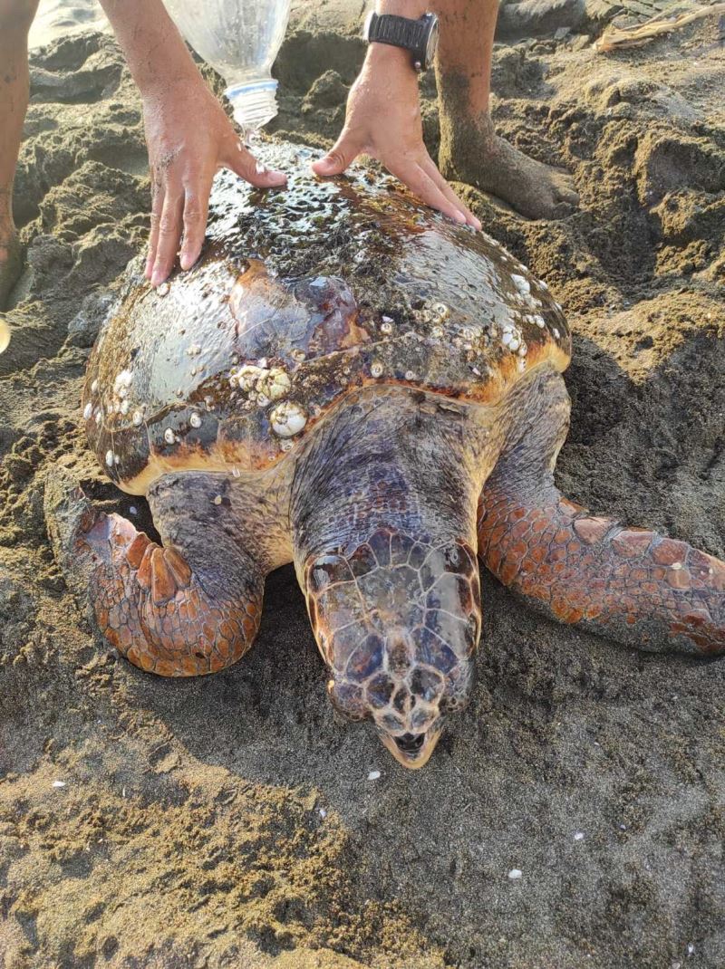 Başından yaralı deniz kaplumbağasını yaşatma mücadelesi