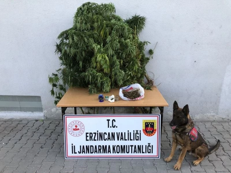 Erzincan’da bir miktar uyuşturucu ve kaçak sigara yapımında kullanılan malzemeler ele geçirildi

