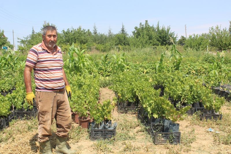 Akyurt’ta hedef ata tohumunu yaygınlaştırmak
