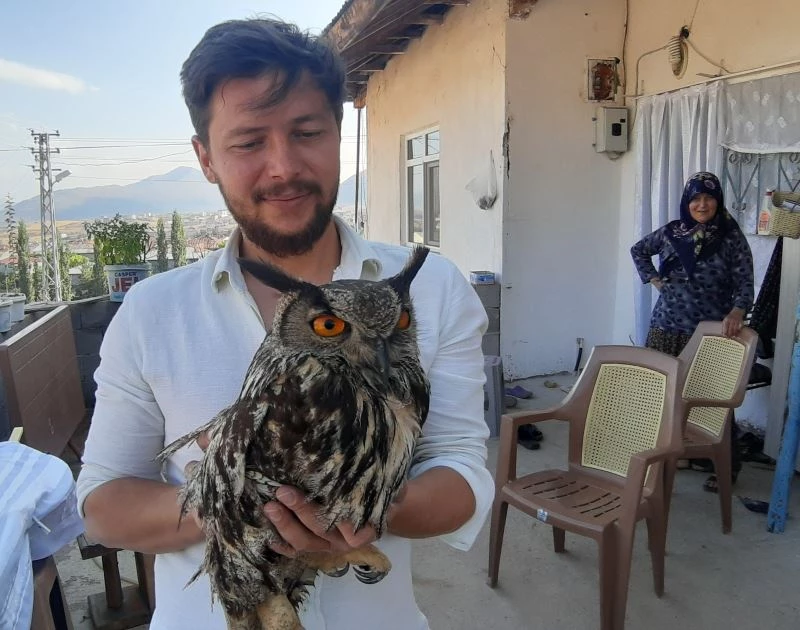 Yaralı bulunan puhu hayvanat bahçesine gönderildi
