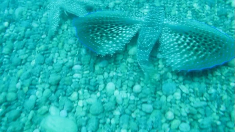 Kırlangıç balığı, dişisini çekim yapan profesörden böyle korudu
