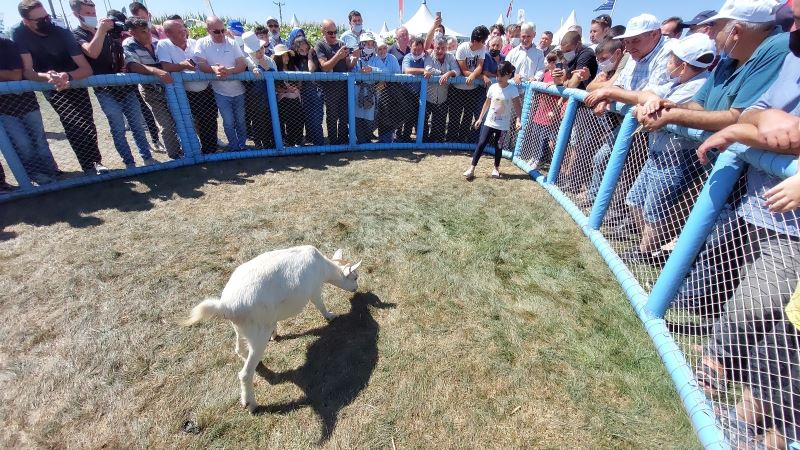 Tekirdağ’da oğlak yakalama yarışması: 5 saniyede yarışı kazandı
