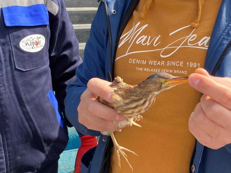 Nesli tükenmek üzere olan balaban kuşu yaralı halde bulundu
