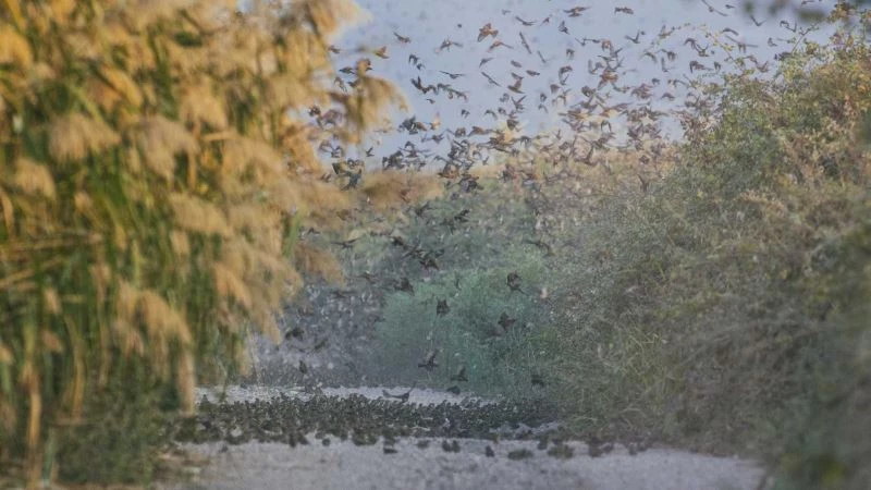 Serçelerin muhteşem göçü böyle görüntülendi
