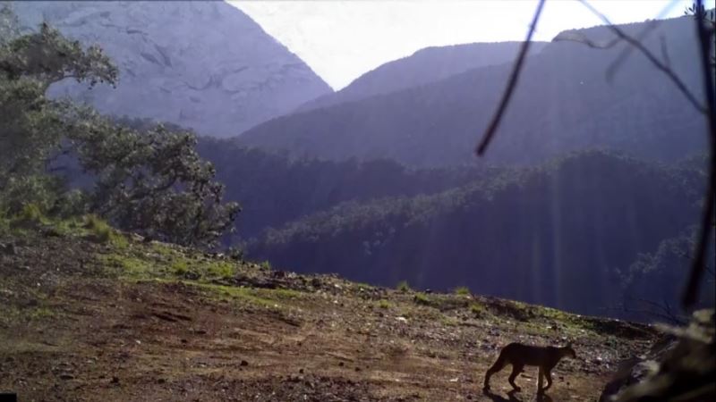 Ormanın hayalet kedisi Karakulak, Antalya sınırlarında görüntülendi
