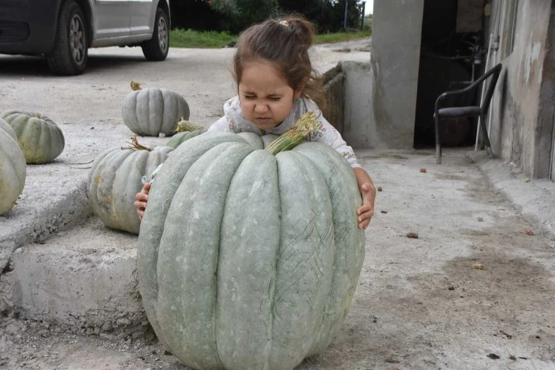 Bahçesinde 50 kiloluk bal kabağı yetiştirdi
