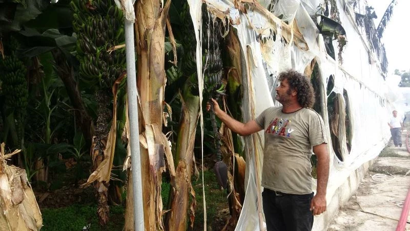 Sazlıkta çıkan yangın muz serasını yaktı
